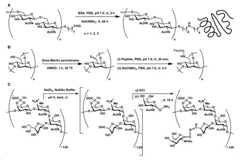 SCHEME 4 | (A) Reductive amination of linker-tethered... | Download Scientific Diagram