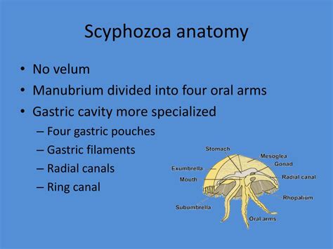 Anatomy Of The Class Scyphozoa Jellyfish Diagram