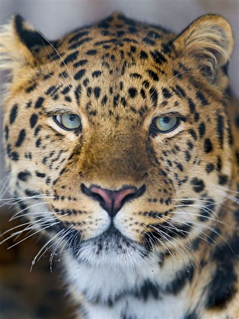 A portrait of a cute Amur leopard | Big animals, Amur leopard, Beautiful cats