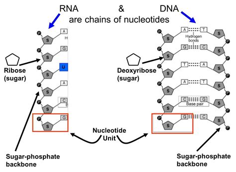 Nucleic acids are necessary for life. They are made up of nucleotides ...