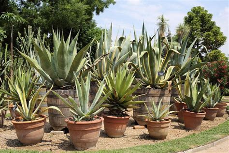 Can Agave Grow In Pots - Learn How To Grow Agave In Containers ...