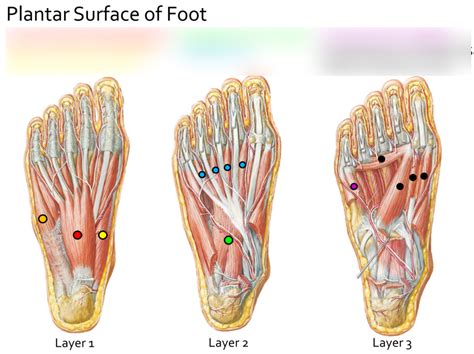 Plantar Foot Anatomy External