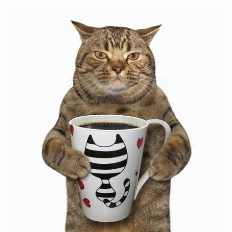 Cat Holds a Cup with Coffee Stock Image - Image of creative, drink: 121311429