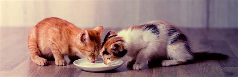 10 Best Kitten Foods for Your Cat (Buying Guide) 2018