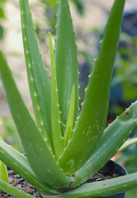 Aloe Vera Botanical Name: Facts, Types, Benefits, and Maintains