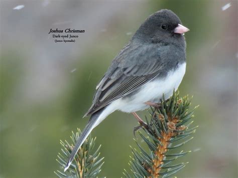 Dark-Eyed Junco Information - Michigan's Wildlife