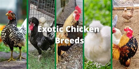 19 Exotic Chicken Breeds (To Raise in Backyard)