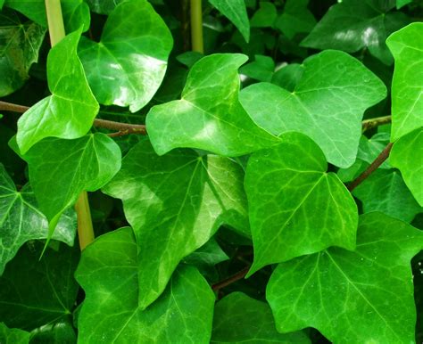 La Jardinera: Hiedra, Hedera helix