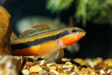 Meet the Tangerine Darter: a little fish with a big role