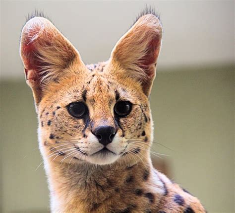 What You Should Know About Serval Cats