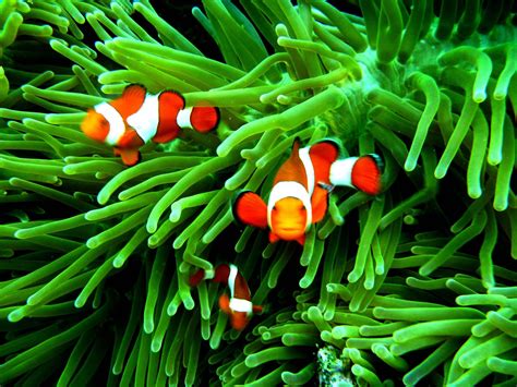 What Do Clownfish Eat?