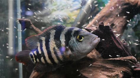 Mayan Cichlid, the Most Underrated Cichlid in the Hobby - YouTube