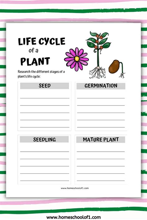 Plant Life Cycle For Kids Worksheet