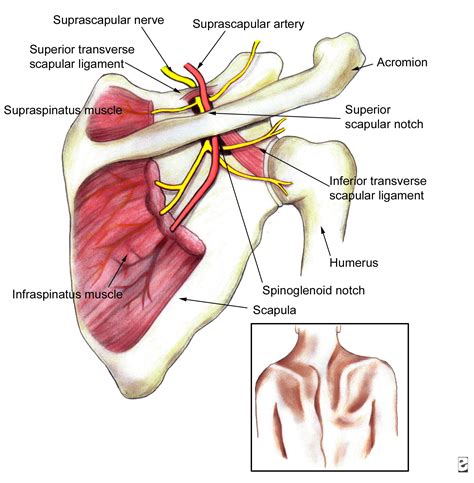 begin to dig: Right Shoulder Active Rehab part 2: phrenic nerve and the liver shoulder?