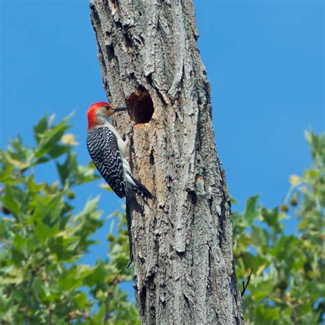 Red-bellied Woodpecker nest | Project Noah