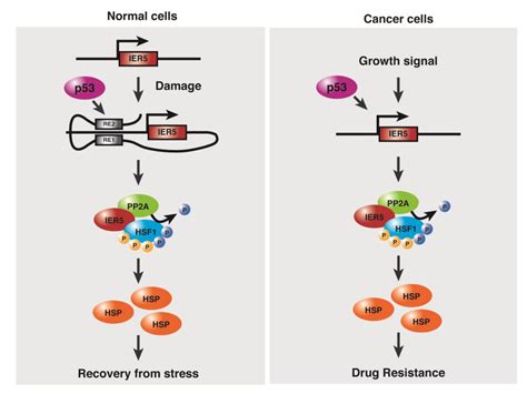 Cancers | Free Full-Text | p53-Dependent Cytoprotective Mechanisms behind Resistance to Chemo ...