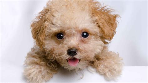 Teacup Poodle Pictures - AZ Animals