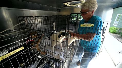 Blount County Animal Shelter prepares animals for transport to out-of ...