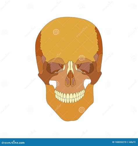 Human Skull Front View. on White Background Stock Vector - Illustration ...