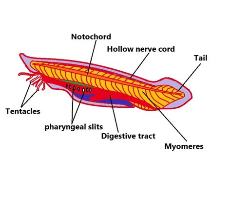 Phylum Chordata - Definition, Animals, and Characteristics