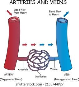 9 Artery Vs Vein Structure Diagram Images, Stock Photos & Vectors ...