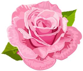 Pink Rose Png, Pink Roses, Flower Clipart, Rose Clipart, My Flower, Flower Art, Flowers, Saree ...