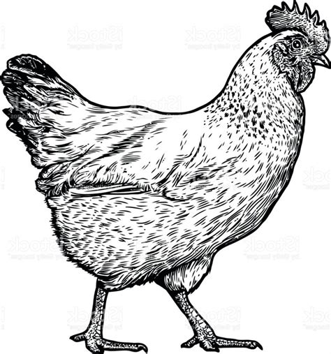 Chicken clipart realistic pictures on Cliparts Pub 2020! 🔝