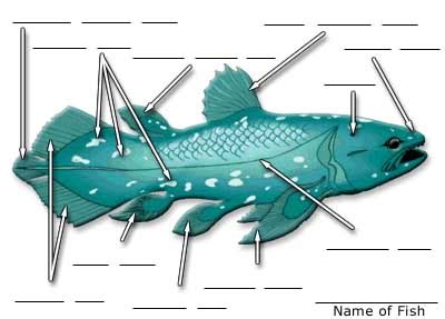 DINOFISH.com - COELACANTH ANATOMY