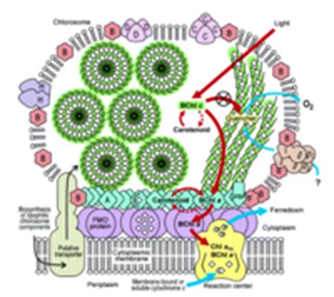 Candidatus Chloracidobacterium thermophilum - microbewiki