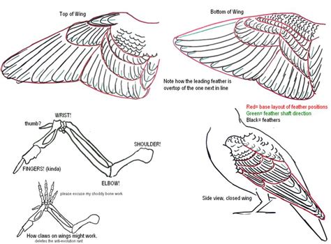 41 best Bird anatomy images on Pinterest | Anatomy, Drawing tutorials ...