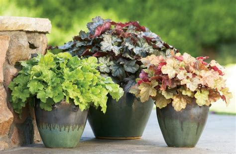 Low Maintenance Potted Plants for Your Patio | Outdoor Experts