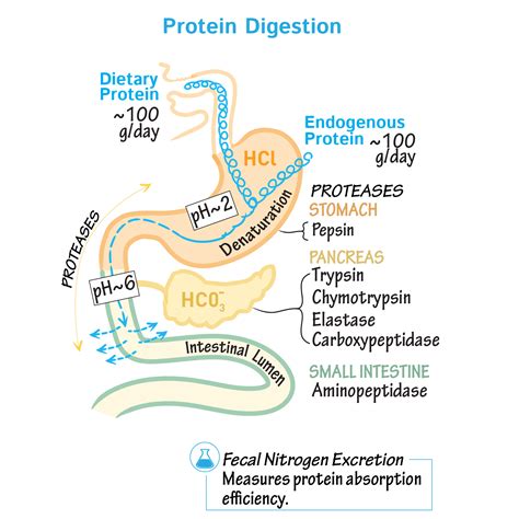 Protein Digesting Enzymes Are Called at Cheryl Dillard blog