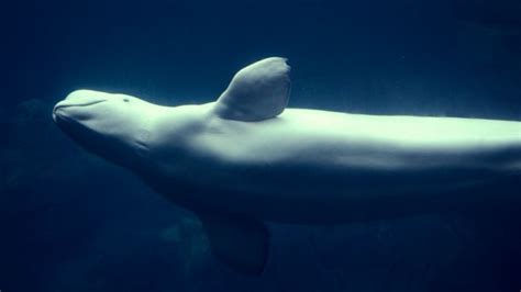 Watch The Annual Beluga Whale Migration LIVE | IFLScience