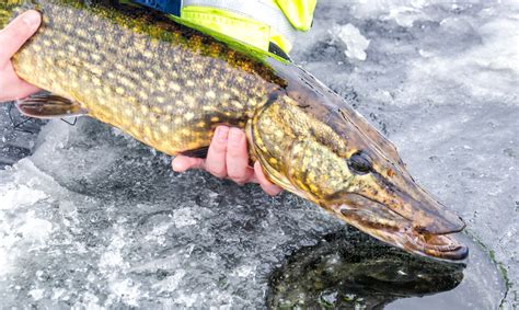 Ice Fishing for Pike: Tips and Tricks - Fishmasters.com