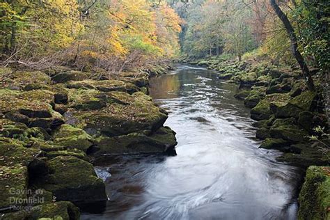 The Strid In Strid Woods In Autumn | Gavin Dronfield Photography