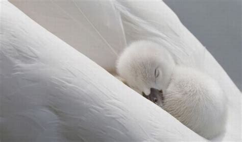 Baby Swan – 1Funny.com