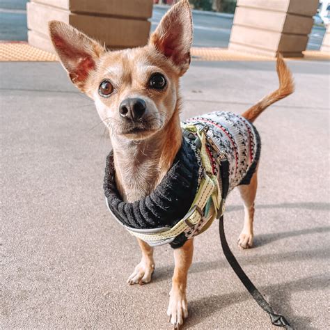 How Much Exercise Do Chihuahuas Need? [Exercise Plan + Ideas]