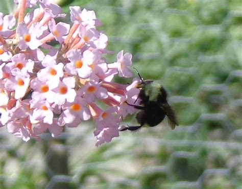 Daniel's Pacific NW Garden: Bee forage