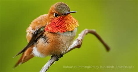 Rufous Hummingbird - American Bird Conservancy