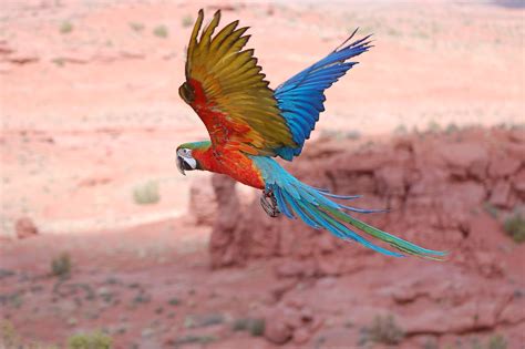 macaw in flight | To see our birds flying outside visit us o… | Flickr