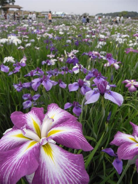 koiwa iris garden | Iris Fest. at Koiwa iris garden. | kobakou | Flickr