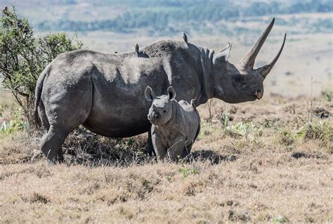 [Animals] Rhino horns are shrinking from overhunting in Africa - Animals - CSBD Community