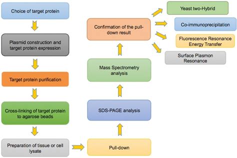 Pull Down Assay Technical - Profacgen