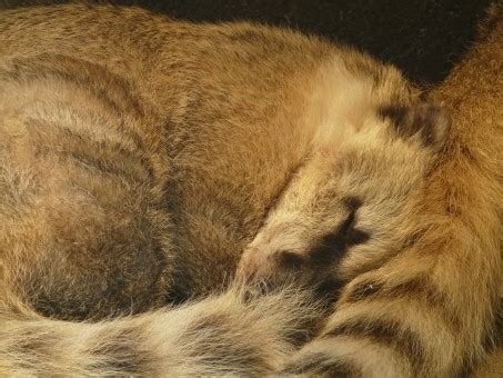 Free Images : wildlife, fur, lion, close up, nose, whiskers, snout, paw, eye, head, vertebrate ...