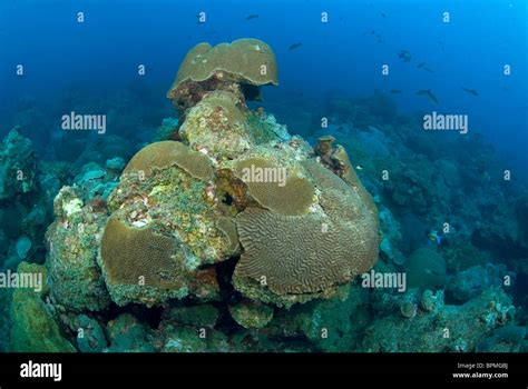 Coral reef formation at East Flower Garden Bank, off Texas coast, Gulf ...