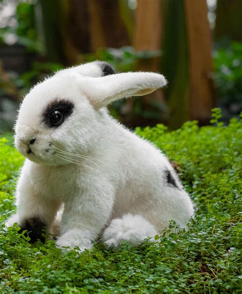 Cute White Bunny Rabbits