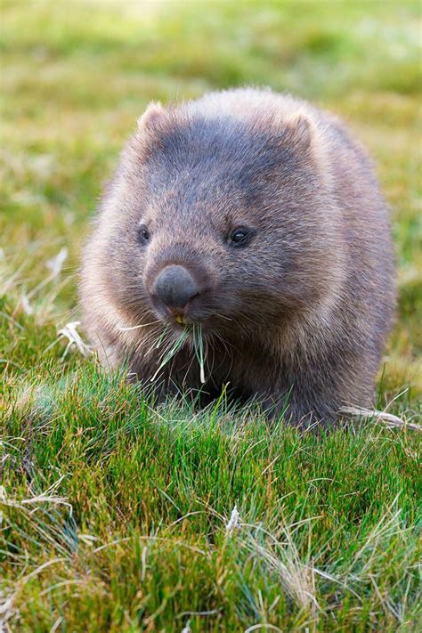 25+ best ideas about Wombat on Pinterest | Wombat pictures, Cute wombat and Cute hug