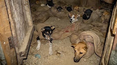 Help end the dog meat trade - a Personal Causes crowdfunding project in ...