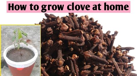 clove plant Spices of India | கிராம்பில் உள்ள மகத்துவம் | Latest Health ...