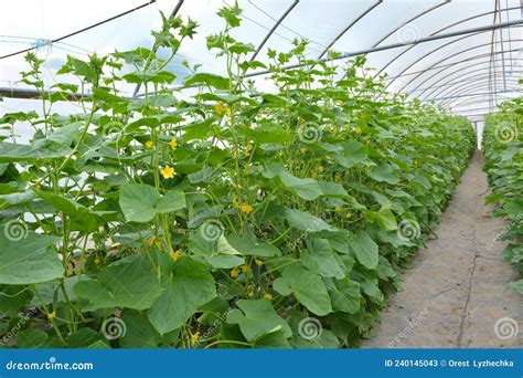 Greenhouse Where Vegetable Crops are Grown Stock Image - Image of fresh ...